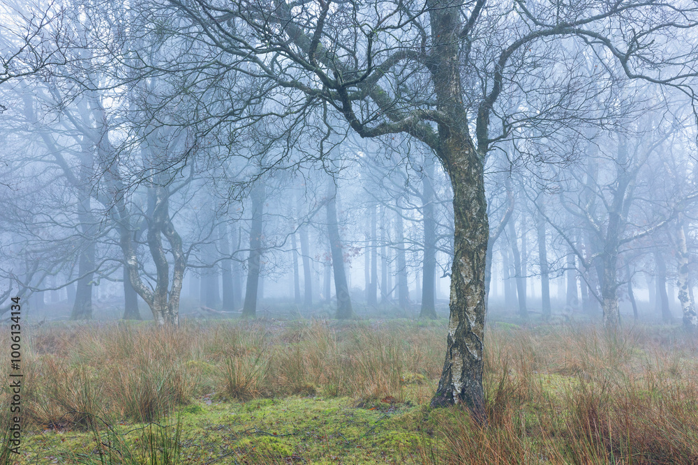 Foggy Forest Scene: Twisting Trees and Dense Mist Create an Atmospheric Woodland Landscape Foggy Forest Scene: Twisting Trees and Dense Mist Create an Atmospheric Woodland Landscape