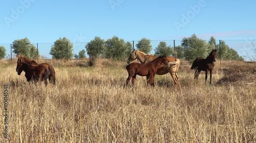 Yeguas y potros en libertad pastando en el campo en libertad
