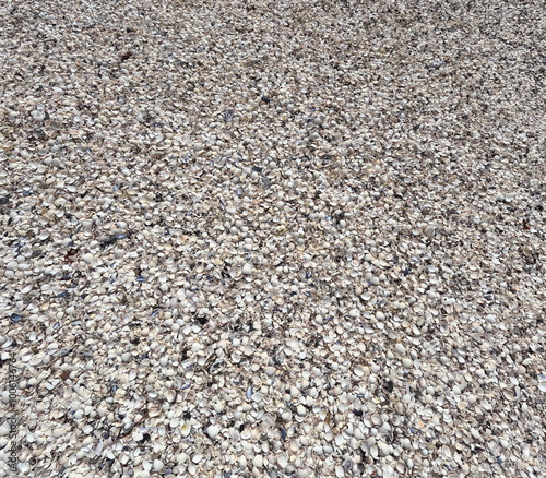 Tausende Muscheln am Strand in Dänemark am Limfjord - Hintergrund Küste maritim