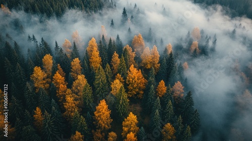 Aerial View of Autumn Forest with Mist and Fog