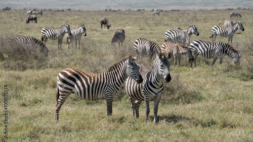 Zebras, Ngorongo crater, Tanzania