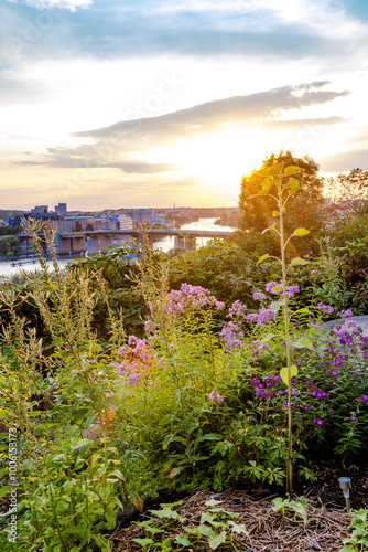 Scenic sunset view of beautiful gardens and wildflowers in S�dermalm, Stockholm, Sweden. photo