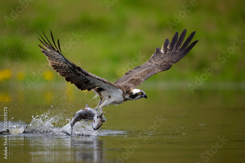 Osprey (Pandion haliaetus) catching a fish in Scotland, showing a magnificent display of natural hunting skills.