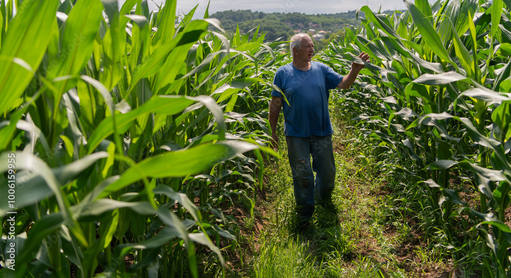Senior Farmer Walking Through His Fields of Corn, Raspberries, and Blueberries. Senior Farmer Walking Through His Fields of Corn, Raspberries, and Blueberries.