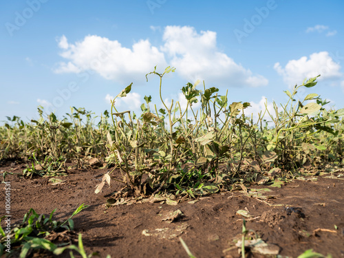 Destroyed agricultural crops in Vojvodina, Serbia after a hailstorm.