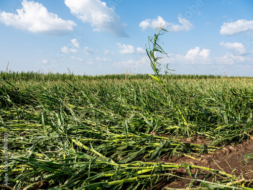 Destroyed agricultural crops in a farm field after a hail storm in Vojvodina, Serbia.