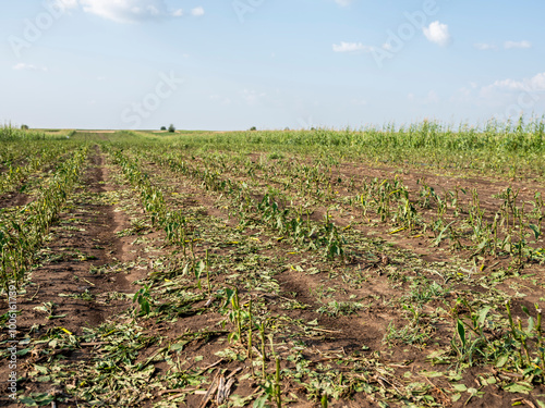 Destroyed agricultural crops at a farm in Vojvodina, Serbia, after a hail storm, nobody is present. photo