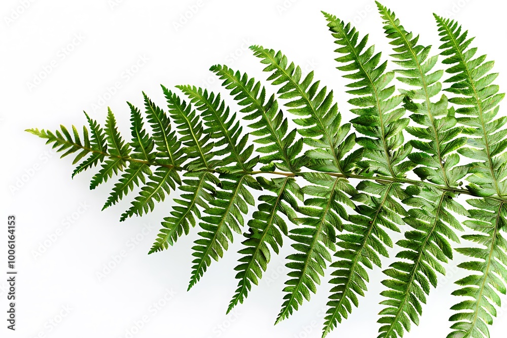 A detailed close-up of a green fern frond isolated against a white background showing every intricate leaf pattern A detailed close-up of a green fern frond isolated against a white background showing every intricate leaf pattern