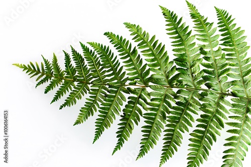 A detailed close-up of a green fern frond isolated against a white background showing every intricate leaf pattern