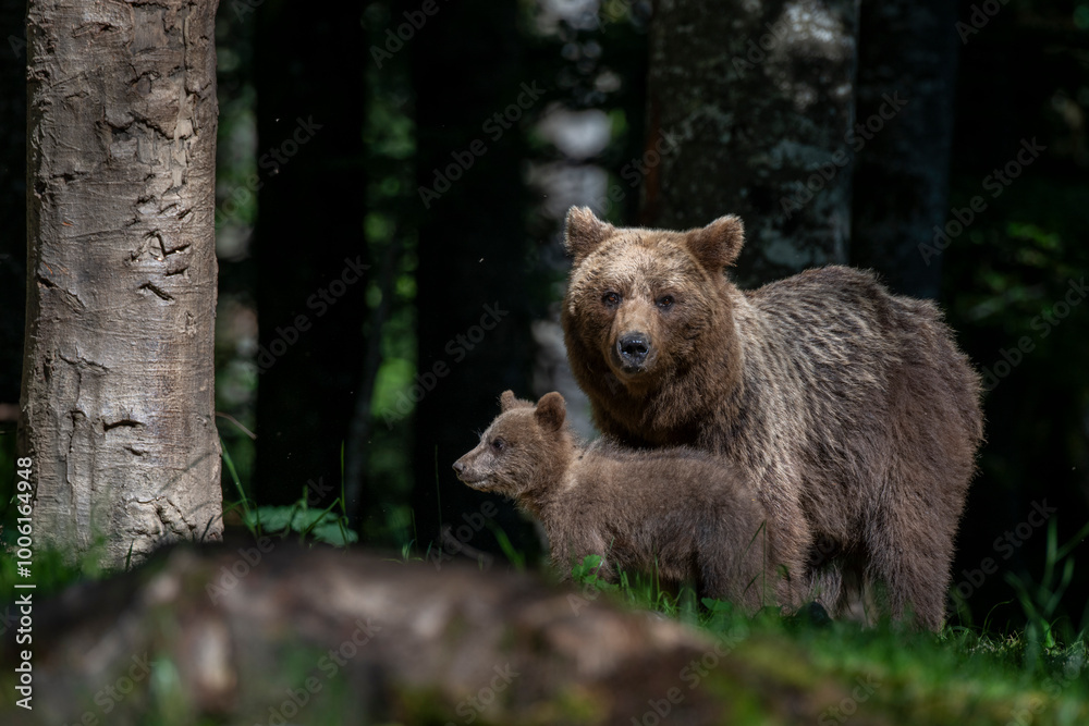 Brown bear with cub in a forest in Slovenia. Brown bear with cub in a forest in Slovenia.