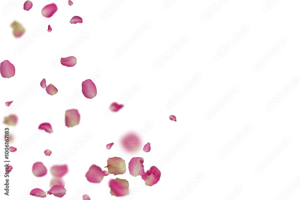 Rose Petals Stock Image In White Background Rose Petals Stock Image In White Background