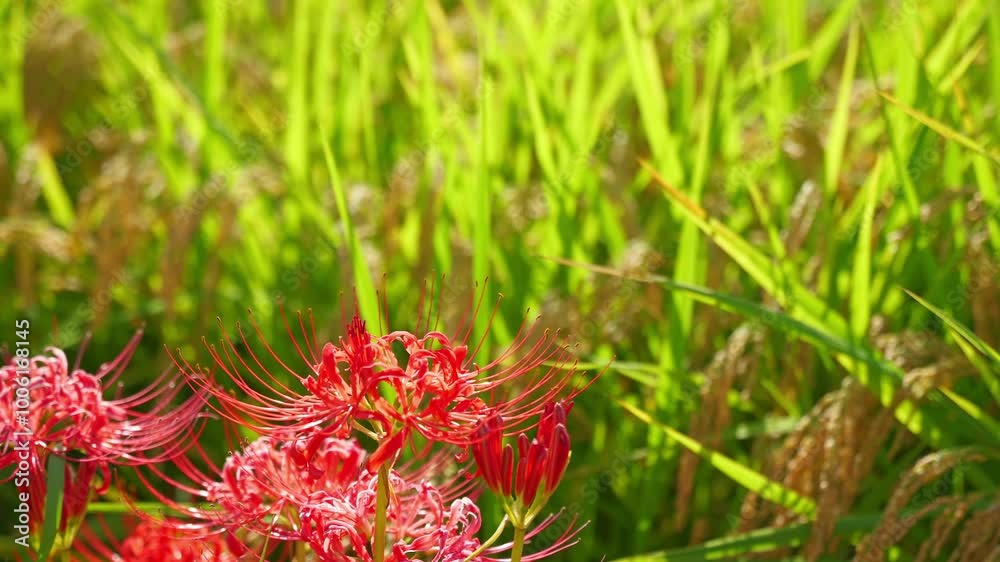 Japanese nature, higanbana and rice paddies, autumn scenery Japanese nature, higanbana and rice paddies, autumn scenery