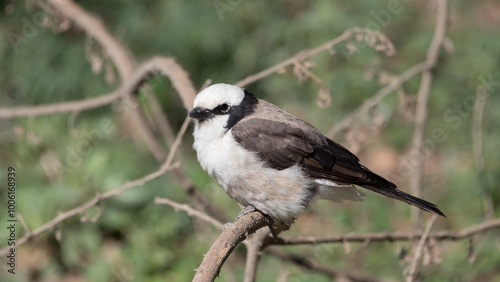 Northern white-crowned shrike, Serengeti National Park, Tanzania