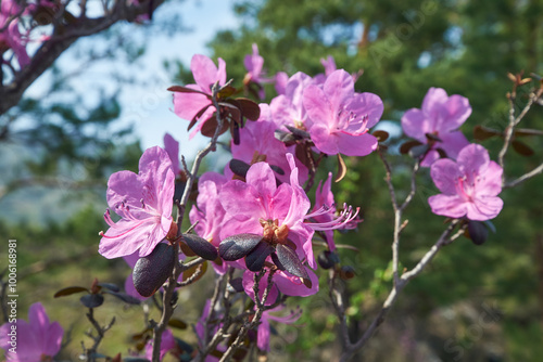 Rhododendron dauricum bushes with flowers (popular names bagulnik; maralnik) with bokeh background of forest. photo