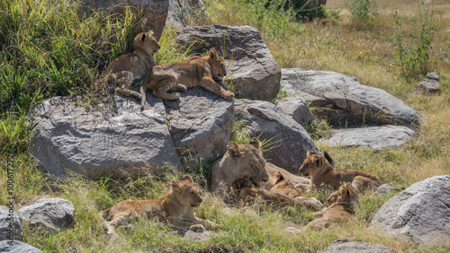 Lioness with cubs, Serengeti National Park, Tanzania