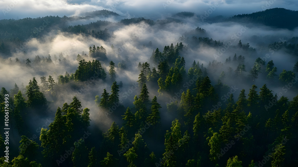 Misty Forest Trees at Sunrise, A Breathtaking Aerial View Misty Forest Trees at Sunrise, A Breathtaking Aerial View
