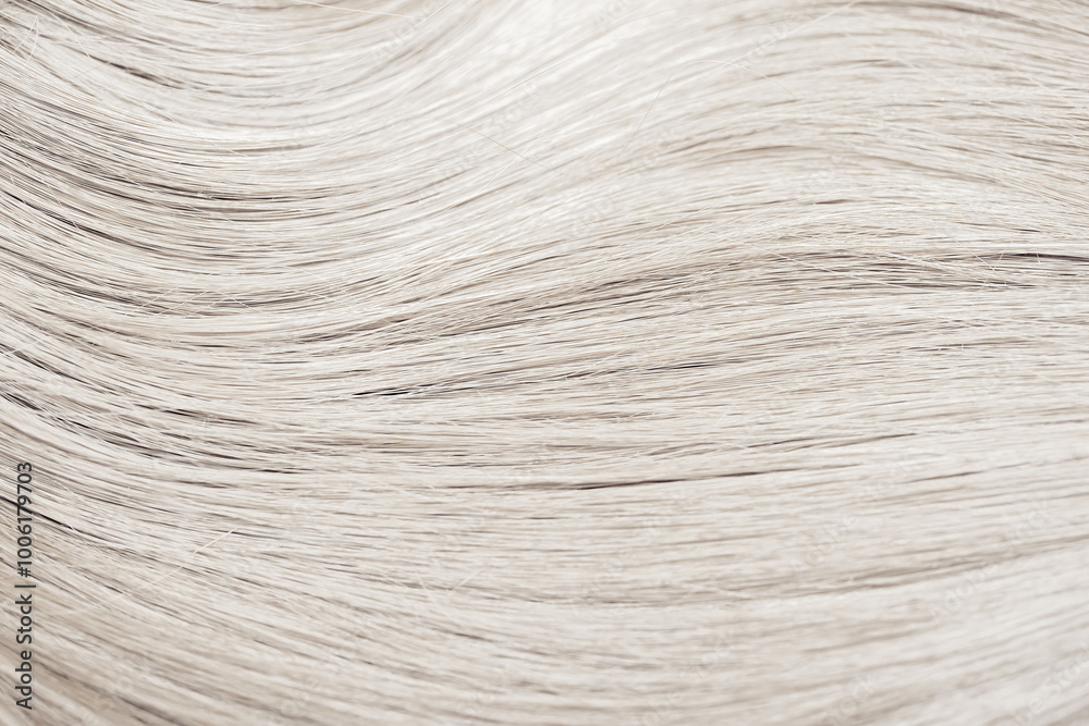 Blond hair close-up as a background. Women's long blonde hair. Beautifully styled wavy shiny curls. Hair coloring. Hairdressing procedures, extension. White hair Blond hair close-up as a background. Women's long blonde hair. Beautifully styled wavy shiny curls. Hair coloring. Hairdressing procedures, extension. White hair