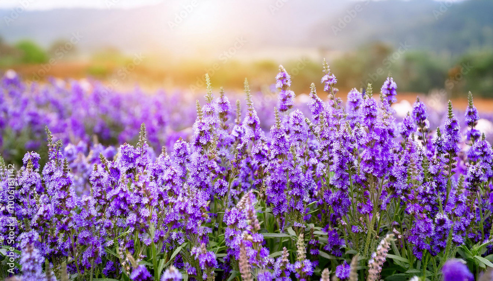 Naklejka premium Purple Flower Blooming in Field and Copy Space