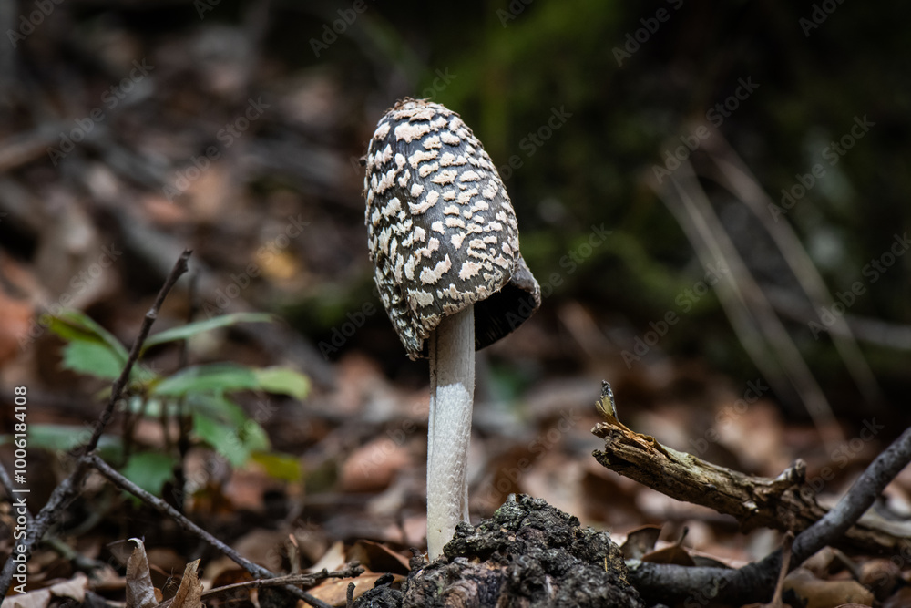 Seta, hongo, boletus, otoño, bosque, comestible, culinario, delicia, veneno, droga Seta, hongo, boletus, otoño, bosque, comestible, culinario, delicia, veneno, droga