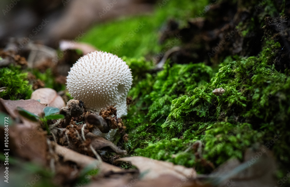 Seta, hongo, boletus, otoño, bosque, comestible, culinario, delicia, veneno, droga Seta, hongo, boletus, otoño, bosque, comestible, culinario, delicia, veneno, droga