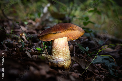 Seta, hongo, boletus, otoño, bosque, comestible, culinario, delicia, veneno, droga