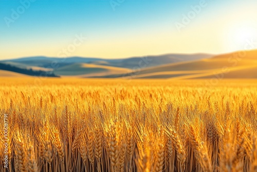 A detailed close-up panoramic view of golden wheat fields gently swaying in the breeze under a clear azure sky during a vibrant sunset. Warm sunlight casts a golden glow over the landscape.