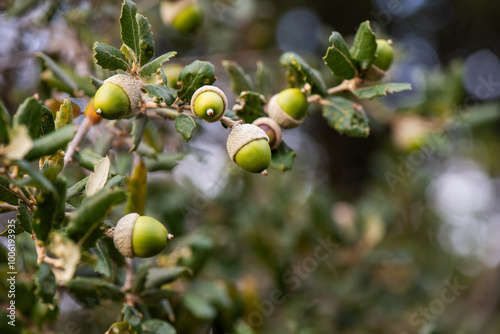 bellota, roble, haya, fruto, otoño, jamón, bosque, fruto, porcino