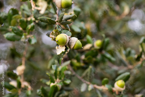 bellota, roble, haya, fruto, otoño, jamón, bosque, fruto, porcino