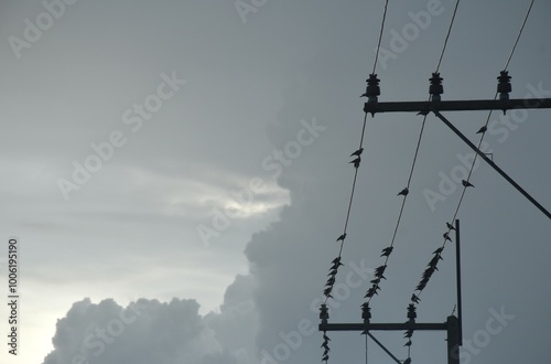 shiloutte of bird hanging arranging on electric wire in rain cloud sky background   photo