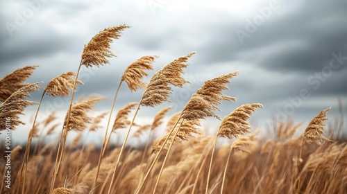 Golden Grass Under Cloudy Sky