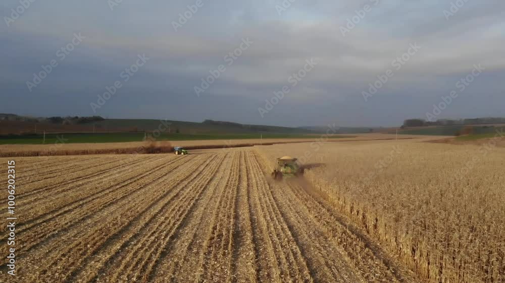 Corn Harvest at Sunset: Combine Harvester in Action Corn Harvest at Sunset: Combine Harvester in Action