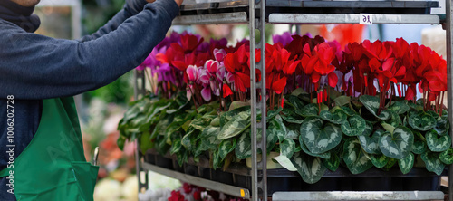 Florist arranging pots of red and pink cyclamen flowers #1006202728