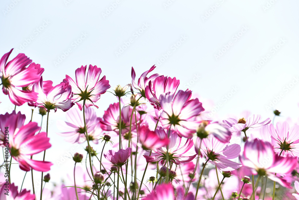コスモスの花 花畑
コスモスの花 花畑
