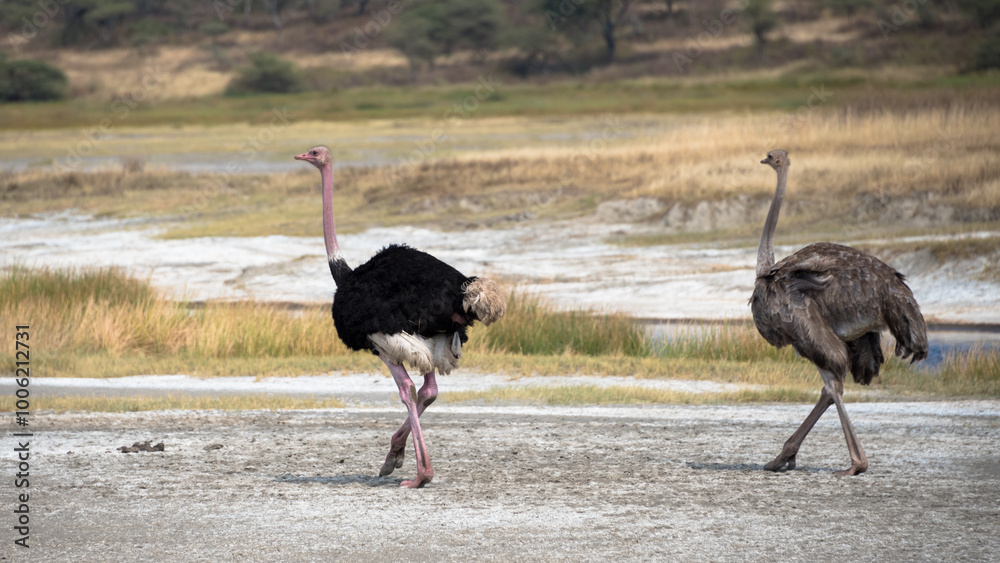 Naklejka premium Ostrich, Ngorongoro Conservation Area, Tanzania