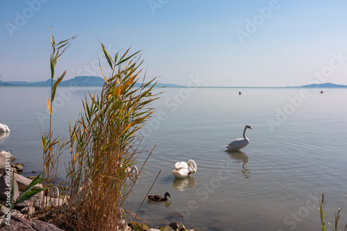 Peaceful lakeside scene with graceful white swans swimming in calm waters of Balaton lake in Balatongyorok, Hungary, Europe. Surrounded by reeds and tall grasses. Atmosphere of peace and tranquility photo