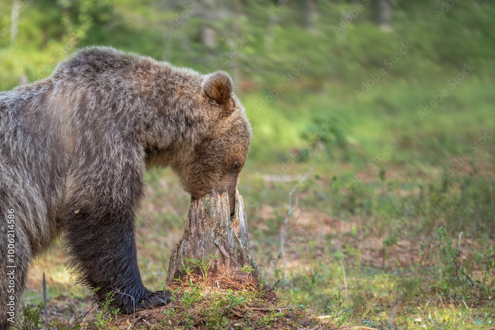 Obraz premium Brown bear digging around a tree stump searching for food