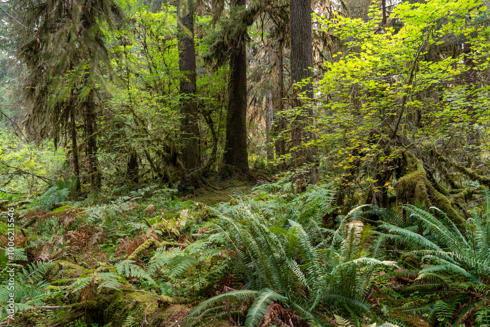 A great view of ferns and trees covered with moss in the Hoh Rainforest.