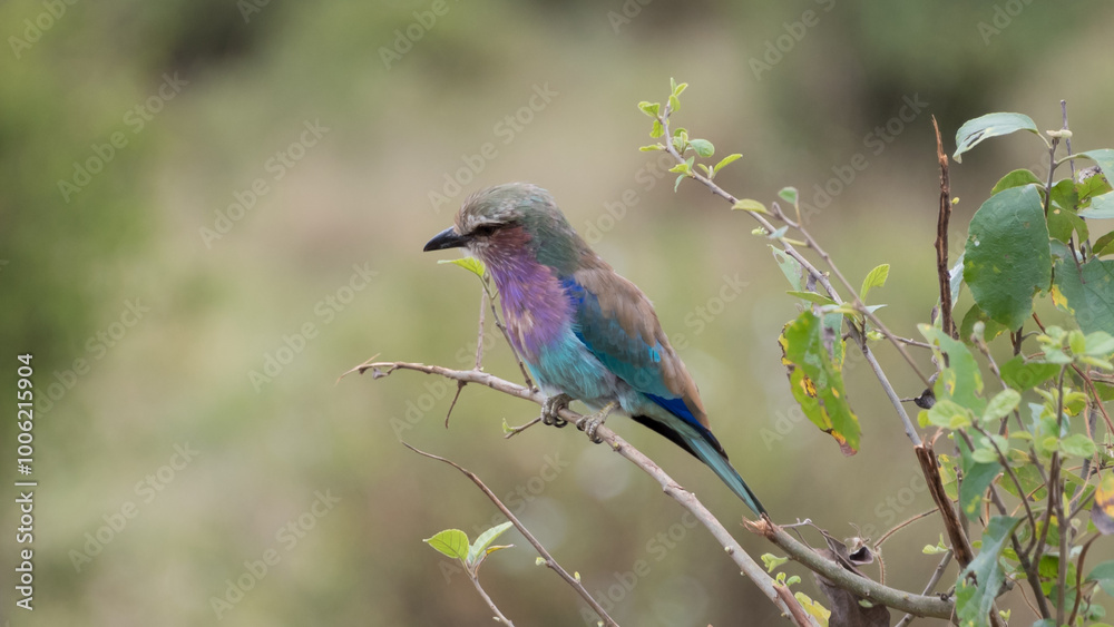 Lilac-breasted roller, Tarangire National Park, Tanzania Lilac-breasted roller, Tarangire National Park, Tanzania