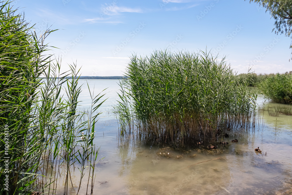 Fototapeta premium Peaceful lakeside scene with group of ducks swimming in calm waters of Balaton lake in Balatongyorok, Hungary, Europe. Surrounded by reeds and tall grasses. Atmosphere of peace and tranquility