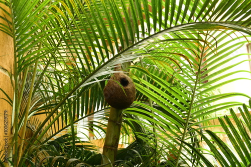 A bird's nest hanging from a tree in tropical green surroundings.