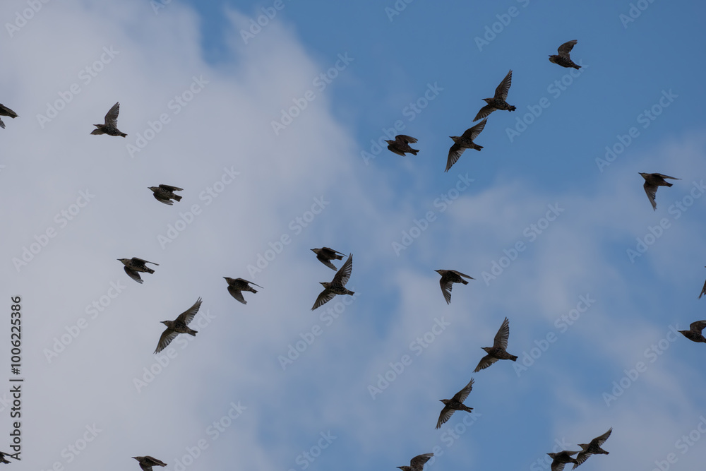 Flock of Starlings Flock of Starlings