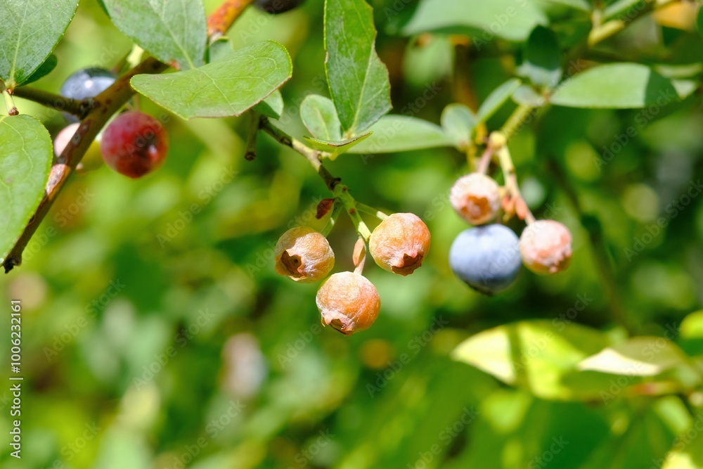 close up of Blueberry fruit still green close up of Blueberry fruit still green