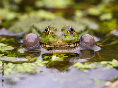 Obraz na płótnie Close up of a Marsh Frog Bellowing w salonie