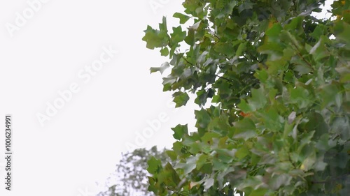 Green tree leaves blowing violently in strong winds caused by Hurricane Helene in North Carolina, highlighting the storm's powerful force and its impact on nature.