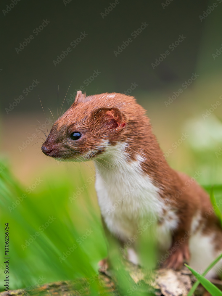 Weasel Looking Out in Grass Bank Weasel Looking Out in Grass Bank