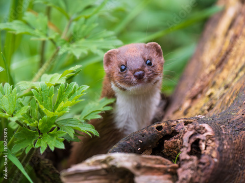 Weasel Looking Out in Grass Bank photo