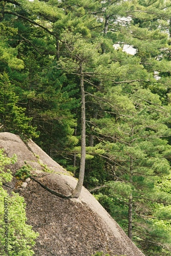 Tree on a Rocky Slope, Marlow NH photo