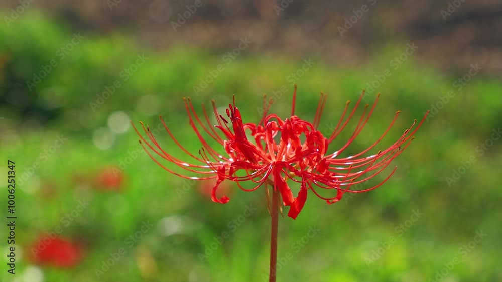Red spider lily or cluster amaryllis flower blooming in autumn Red spider lily or cluster amaryllis flower blooming in autumn