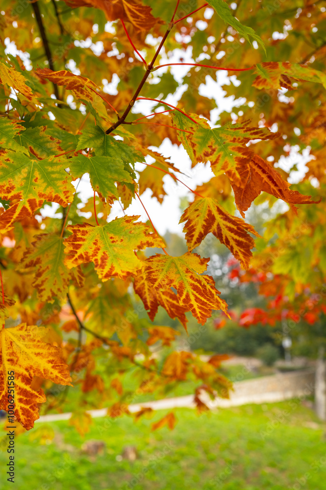 Vibrantly colored autumn trees in the park Vibrantly colored autumn trees in the park