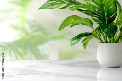 White Marble Podium with Green Palm Leaves for Product Presentation photo